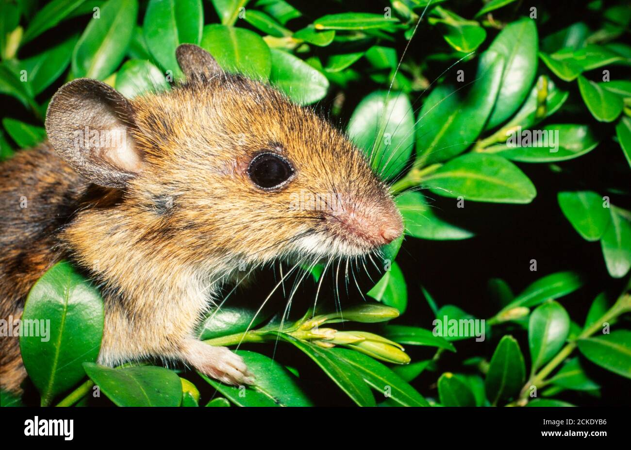 Souris dans la brousse Banque de photographies et d’images à haute ...