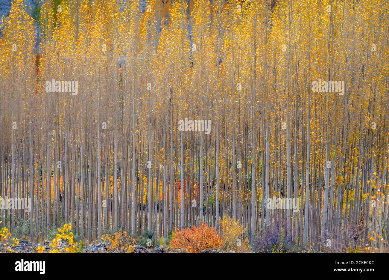 Automne à Hunza et dans les régions du nord du gilgit battistan, Pakistan Banque D'Images