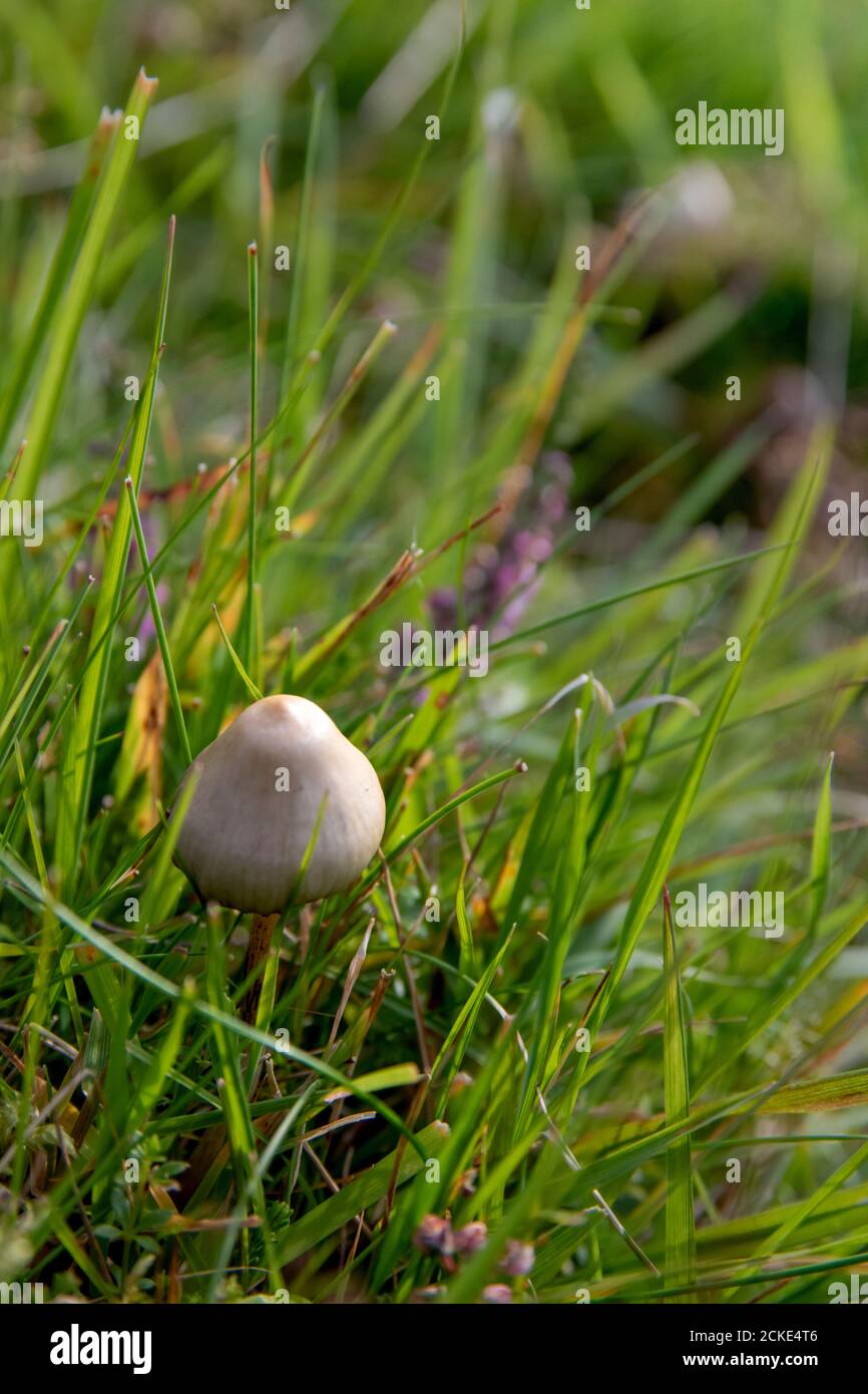 une image rapprochée d'un champignon liberty cap dans un champ Banque D'Images