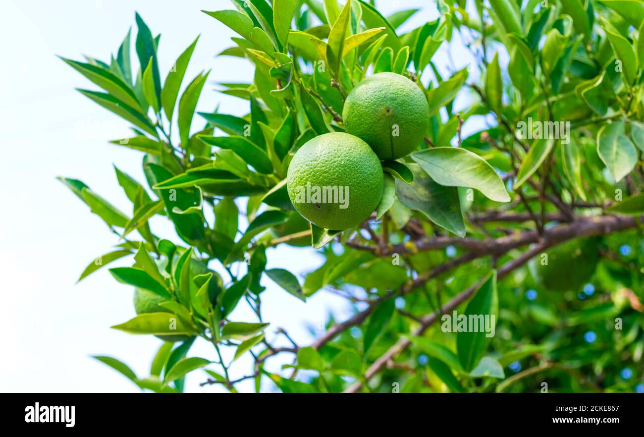 Orange vert frais sur l'arbre dans la dinde orchidée Banque D'Images