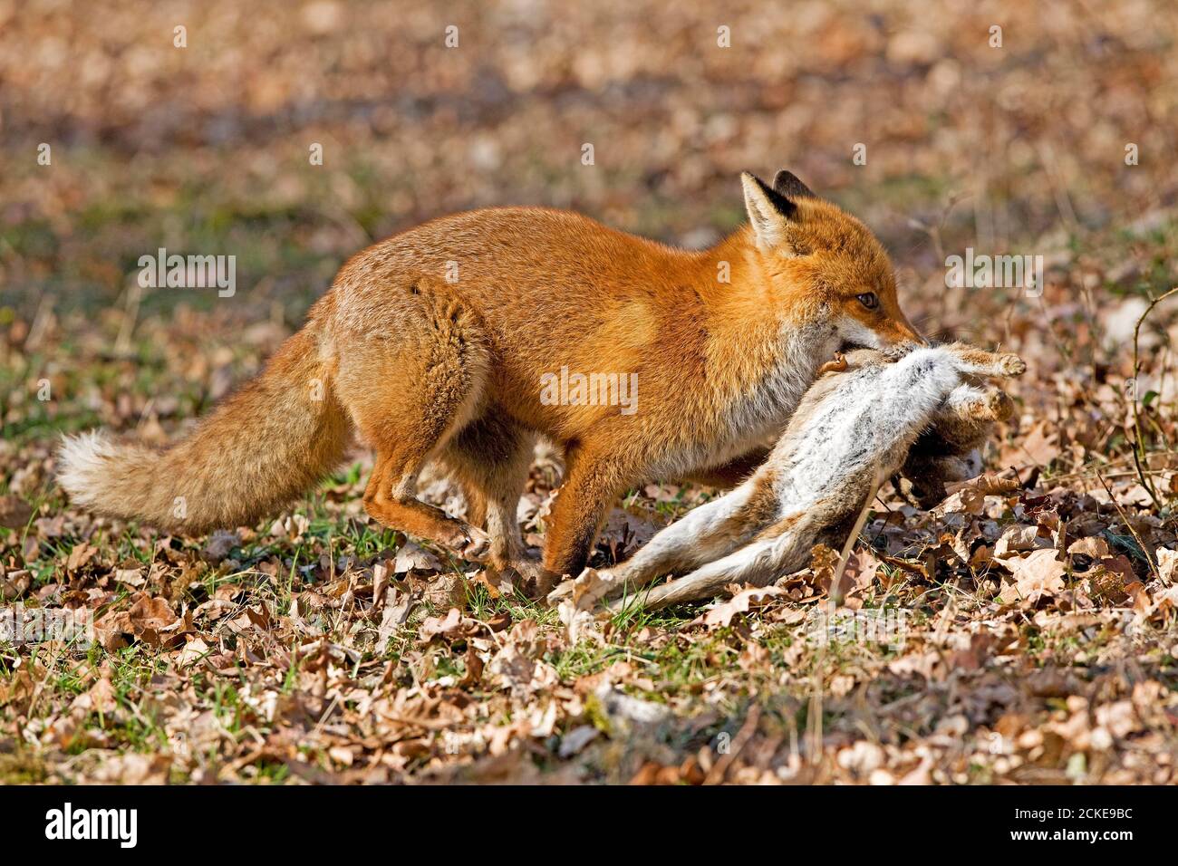 Le renard roux, Vulpes vulpes, homme avec un Kill, un lapin sauvage, Normandie Banque D'Images