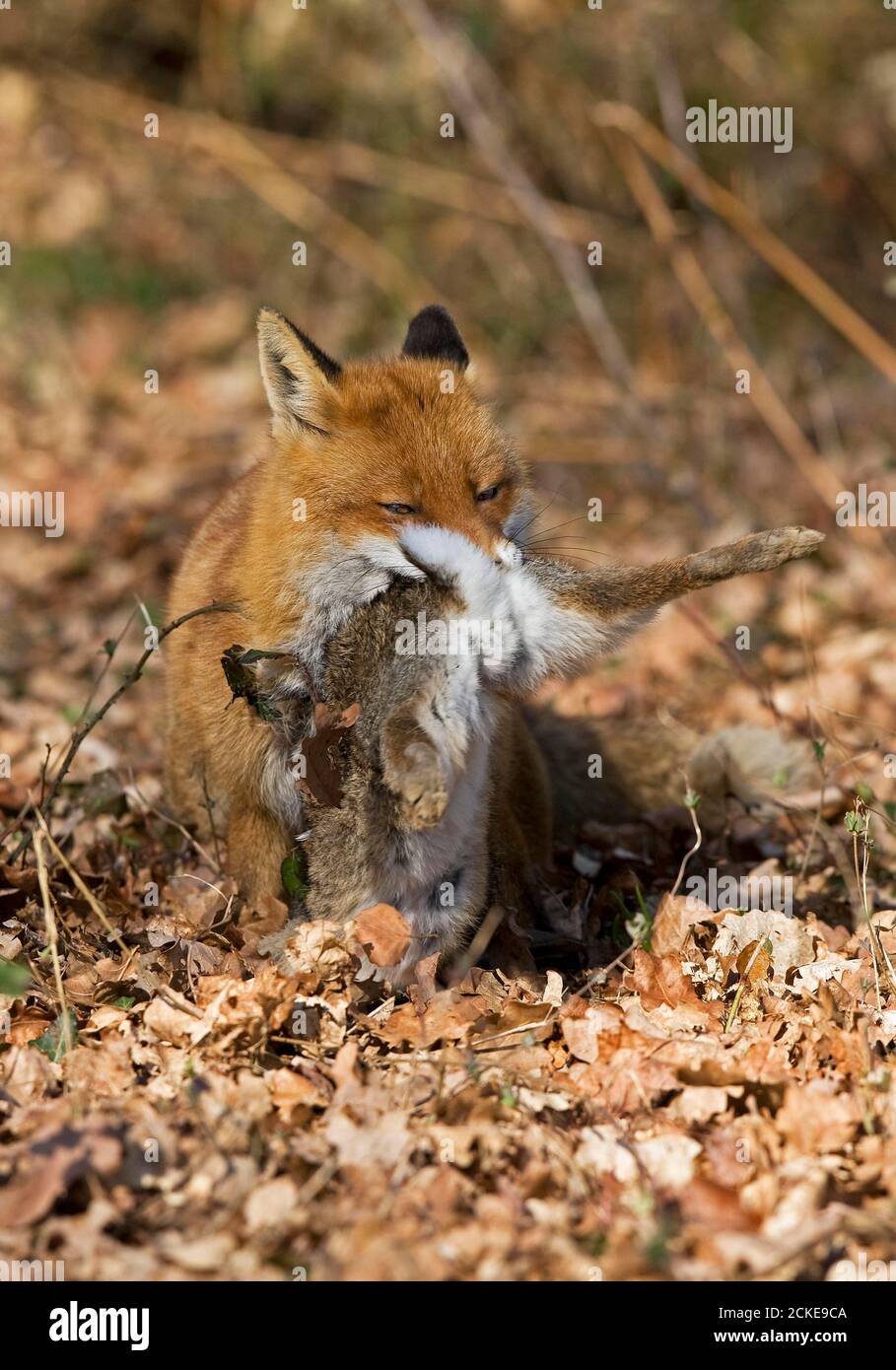 Le renard roux, Vulpes vulpes, homme avec un Kill, un lapin sauvage, Normandie Banque D'Images