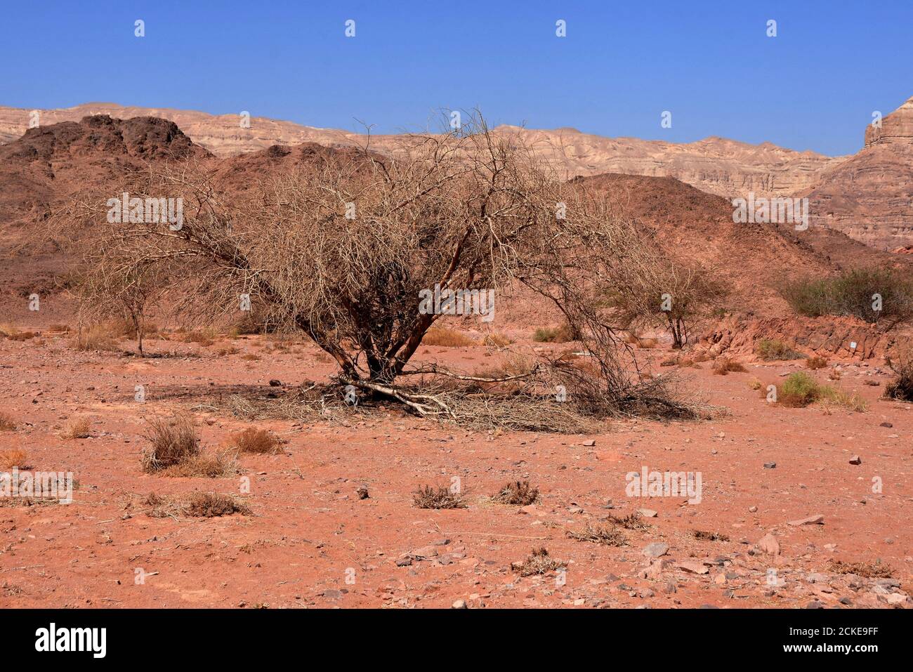 Vue sur la brousse sèche en pleine croissance depuis un sol dur à crevettes dans le parc Timna situé dans le désert du Negev en Israël. Banque D'Images