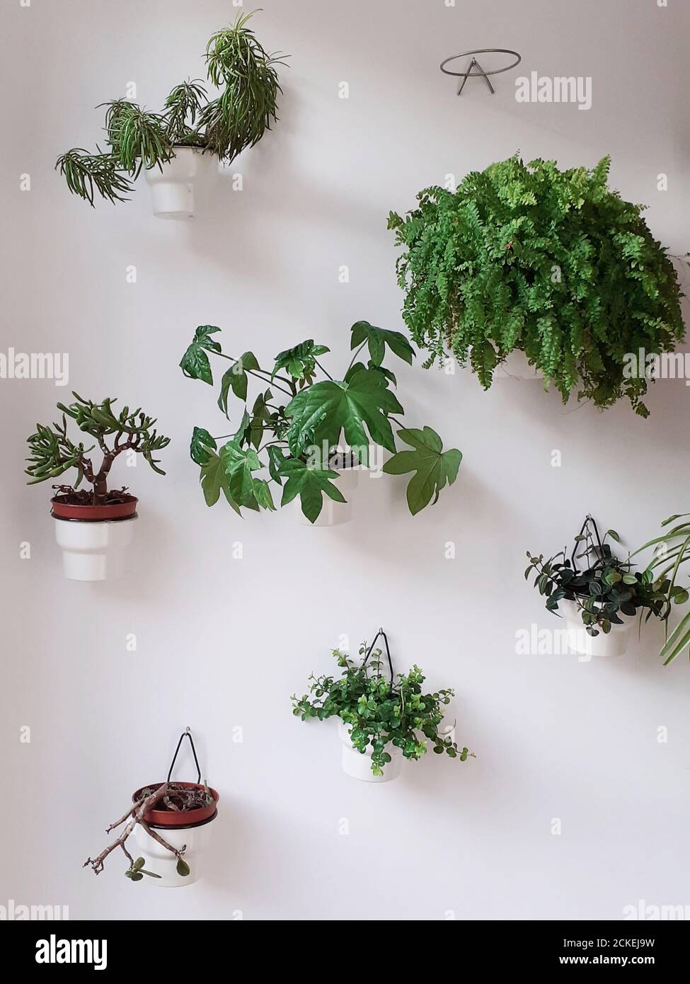 Plantes accrochées dans un mur blanc. Banque D'Images