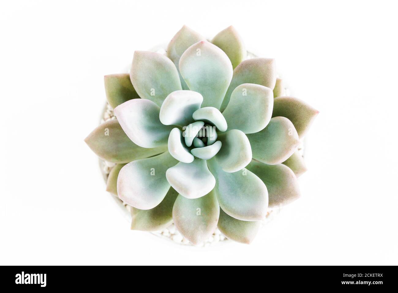 Magnifique motif de succulents verts isolés sur fond blanc. Flat lay, vue de dessus. Banque D'Images