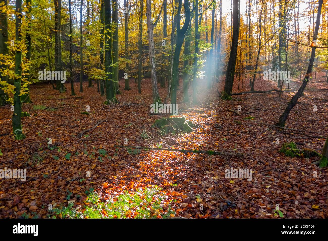paysage mystique montrant un sunbeam dans une forêt à l'automne heure Banque D'Images