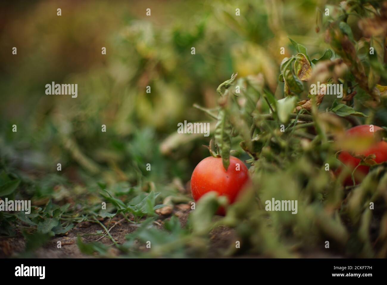 Tomates mûres sur le Bush dans le jardin d'été. Banque D'Images