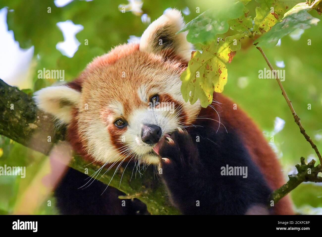 Shifumi la panda féminine d'un an est la dernière addition aux jardins du zoo de Bristol, qui est arrivée du Parc Anicravate d'Auvergne en France où elle a été nommée d'après le jeu populaire 'rock, papier, ciseaux. Shifumi arrive juste à temps pour célébrer la Journée internationale du panda rouge le 19 septembre, célébrée chaque année dans le monde entier le troisième samedi de septembre. Banque D'Images