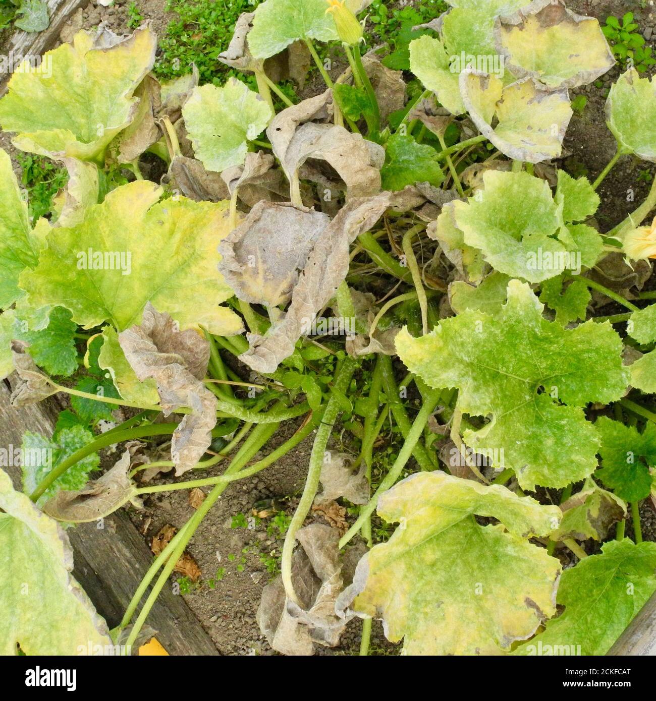 Cette image montre le stade précoce du mildiou poudreux affectant les feuilles d'une PLANTE DE COURGETTE. Le mildiou poudreux est une maladie fongique qui affecte un large éventail de plantes. Les maladies de l'oïdium sont causées par de nombreuses espèces de champignons dans l'ordre des Erysiphales, Podosphaera xanthii étant la cause la plus couramment signalée. Commune sur LES CITROUILLES CONCOMBRES COURGETTES et autres membres de la famille DES COURGES. Banque D'Images