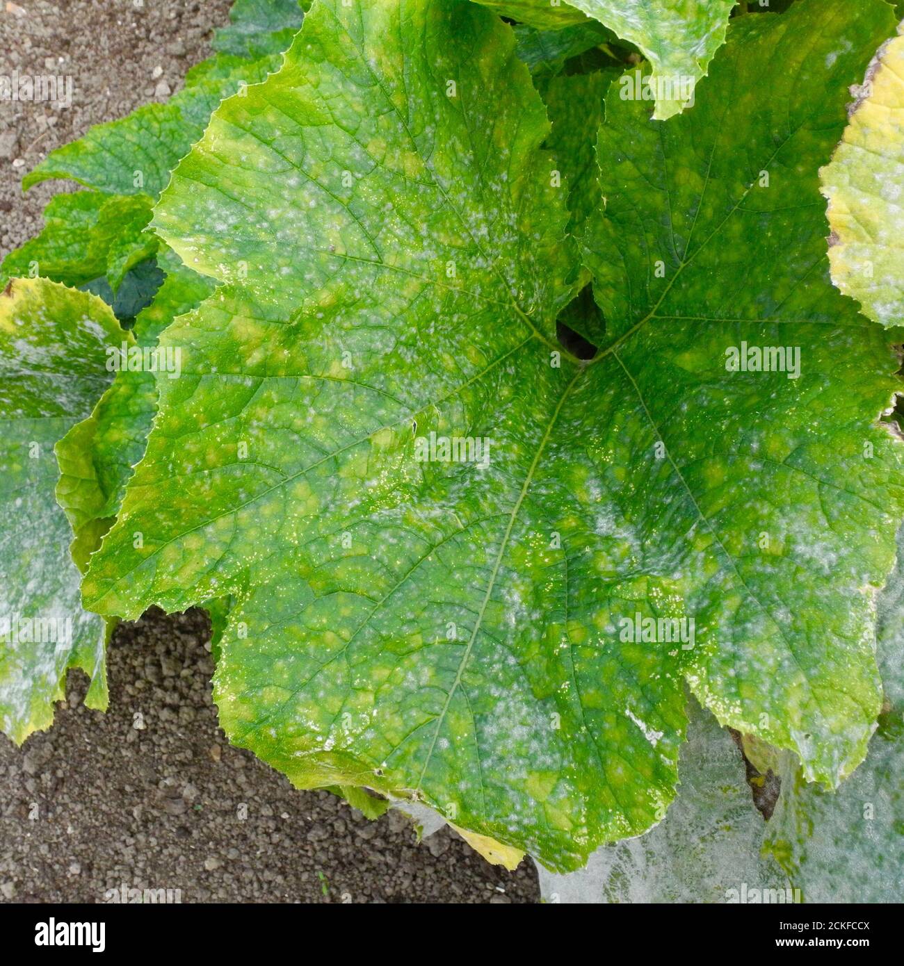 Cette image montre le très tôt stade de l'oïdium affectant les feuilles d'un POTIRON de petites parcelles de blanc sont juste apparentes. Le mildiou poudreux est une maladie fongique qui affecte un large éventail de plantes. Les maladies de l'oïdium sont causées par de nombreuses espèces de champignons dans l'ordre des Erysiphales, Podosphaera xanthii étant la cause la plus couramment signalée. Commune sur LES CITROUILLES CONCOMBRES COURGETTES et autres membres de la famille DES COURGES. Banque D'Images