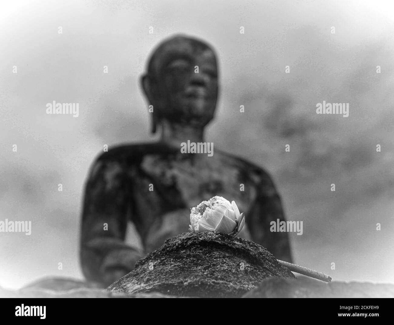 Une image rapprochée d'une fleur de lotus blanche donnée comme offrande dans un temple thaïlandais, sur un fond flou d'une statue de bouddha assise. Banque D'Images