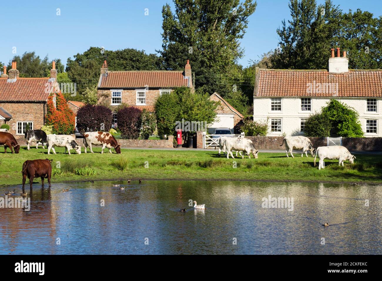 Scène rurale avec bétail de gamme libre paître par un étang de canard sur un village anglais de campagne vert. Nun Monkton York North Yorkshire Angleterre Royaume-Uni Banque D'Images