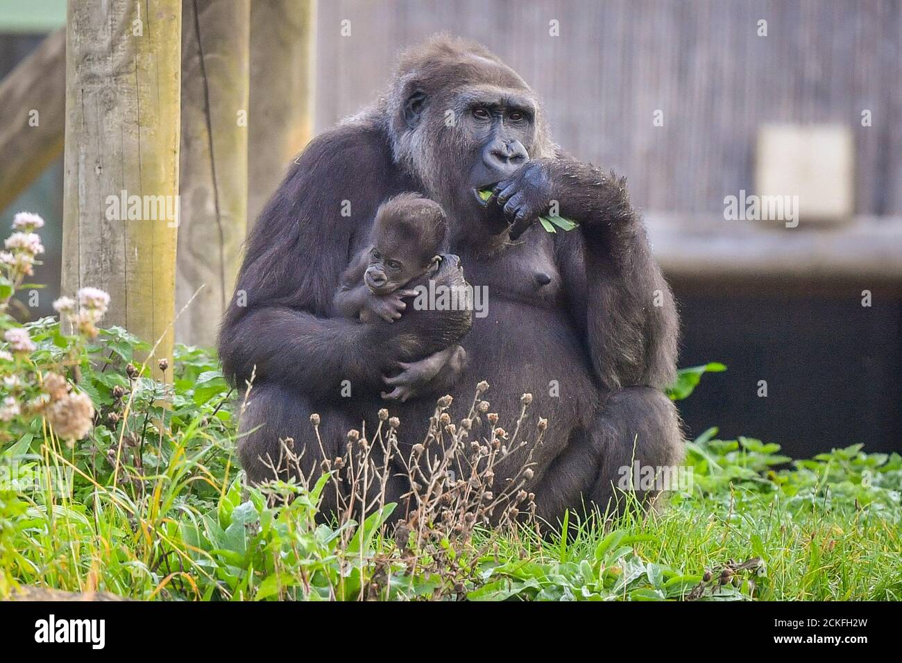 La récente maman Kala, un gorille des basses terres de l'Ouest de neuf ans, berce son bébé qui s'accroche à sa tête tandis que toute la famille se trouve à l'extérieur sous le soleil chaud des jardins du zoo de Bristol. Banque D'Images