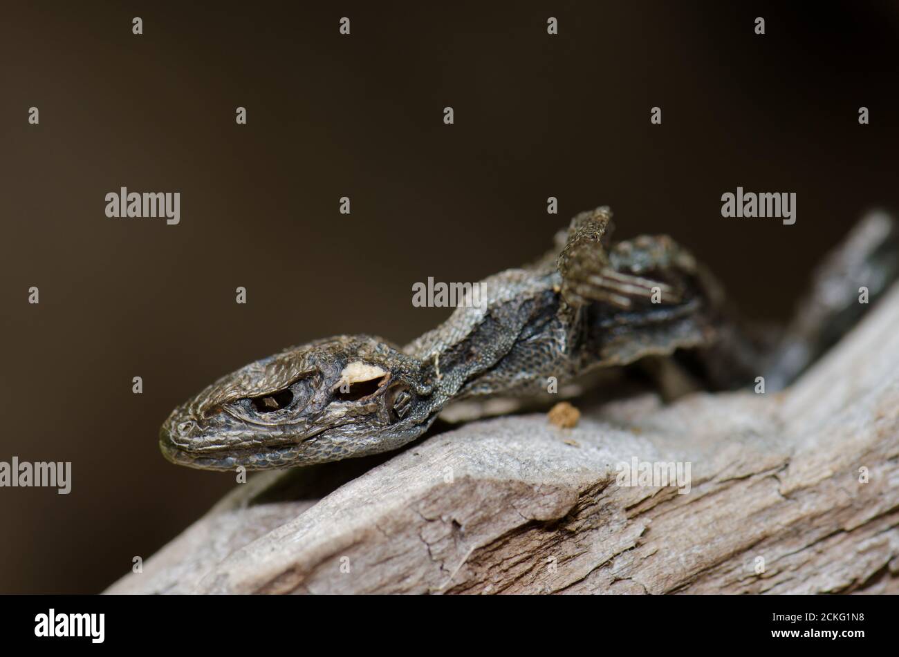 Liolaemus pictus, lézard à ventre orange mort. Parc national de Conguillio. Région d'Araucania. Chili. Banque D'Images