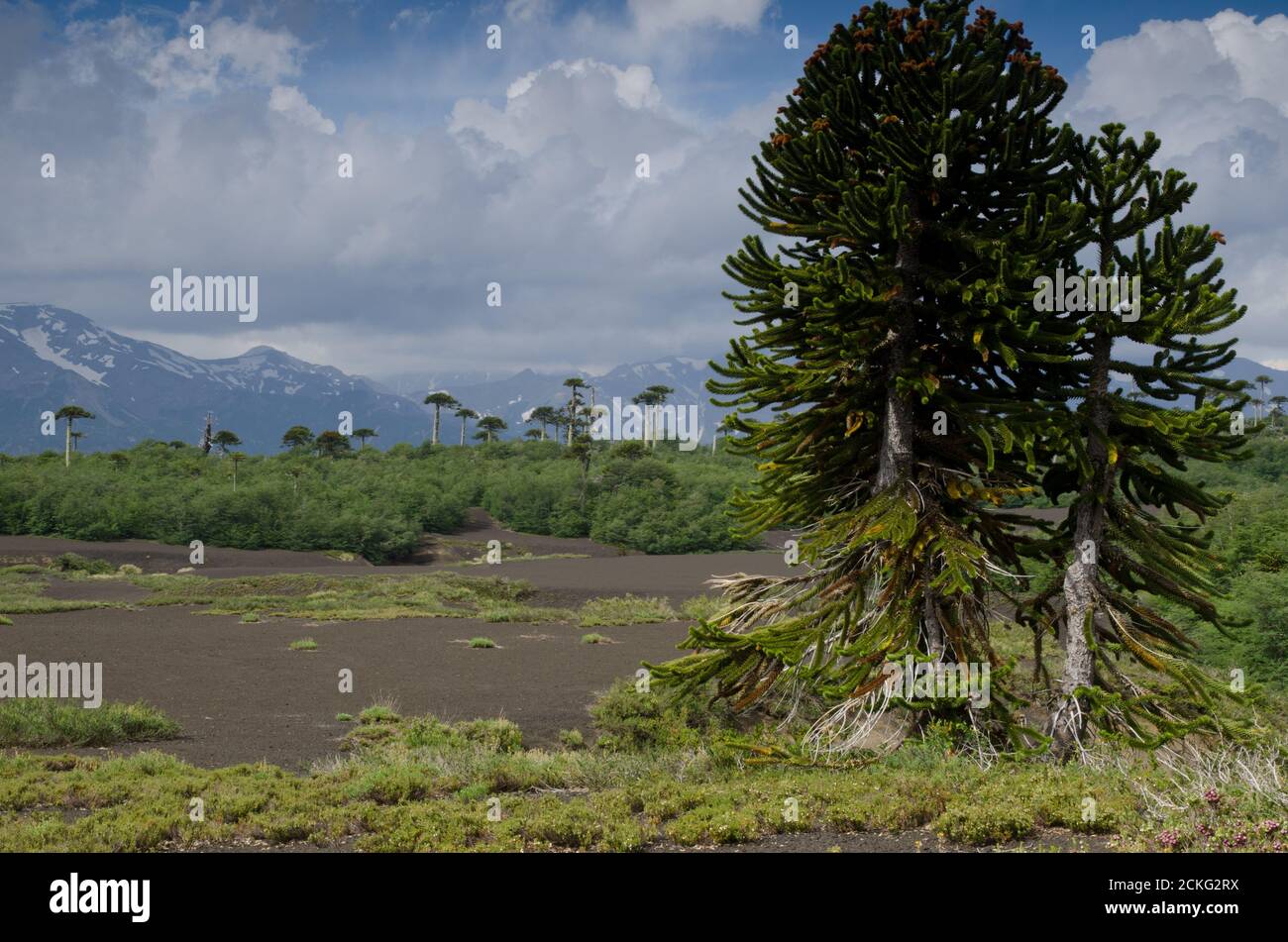 Trubland avec des arbres de puzzle de singe Araucaria araucana. Parc national de Conguillio. Région d'Araucania. Chili. Banque D'Images