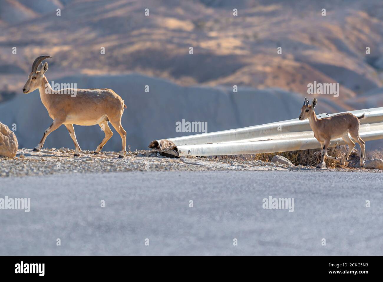 Un troupeau d'Ibex (Capra ibex nubiana) se demandant dans la ville. Photographié dans le désert du Néguev, Israël Banque D'Images