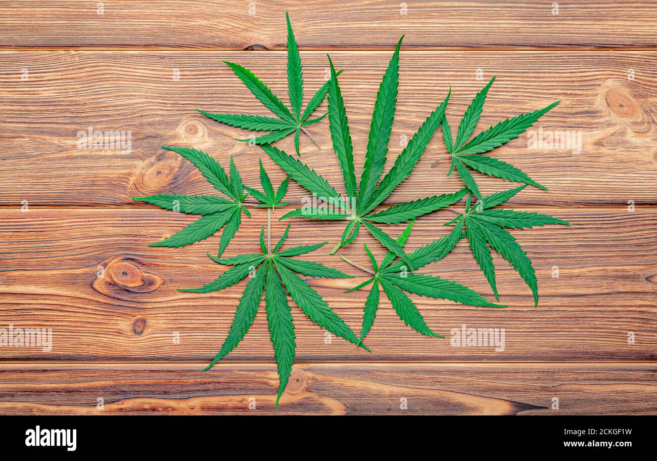 Feuille de cannabis feuilles de chanvre vert Weed ganja sur fond de bois brun foncé. Cannabis médical plante Cannabis Sativa. Les mauvaises herbes légalisent les drogues de tabac Banque D'Images