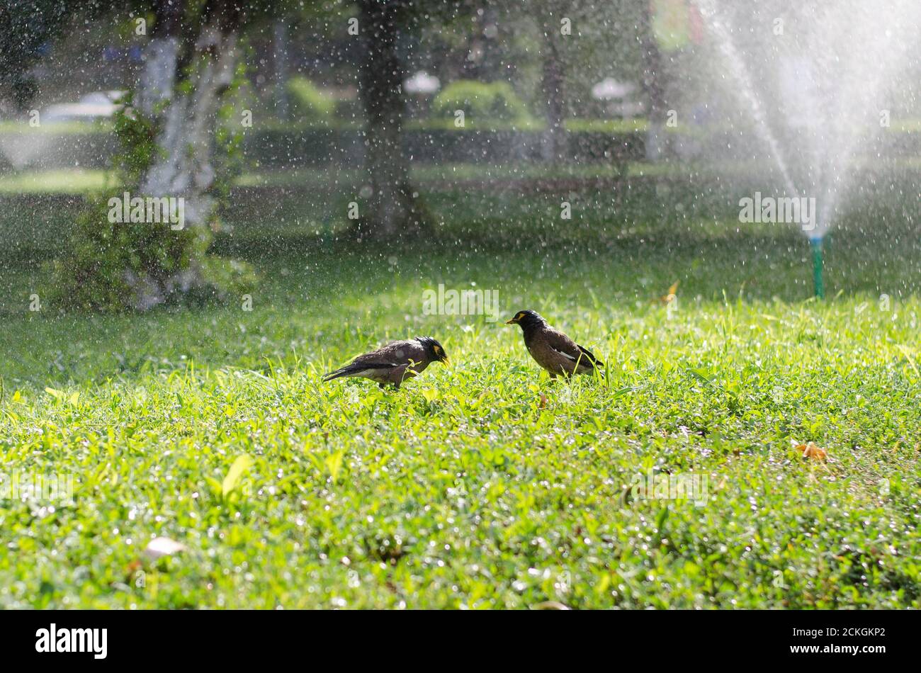 Deux étoiles afghanes marchent sur l'herbe verte au soleil et baignez-vous dans le jet d'une fontaine Banque D'Images
