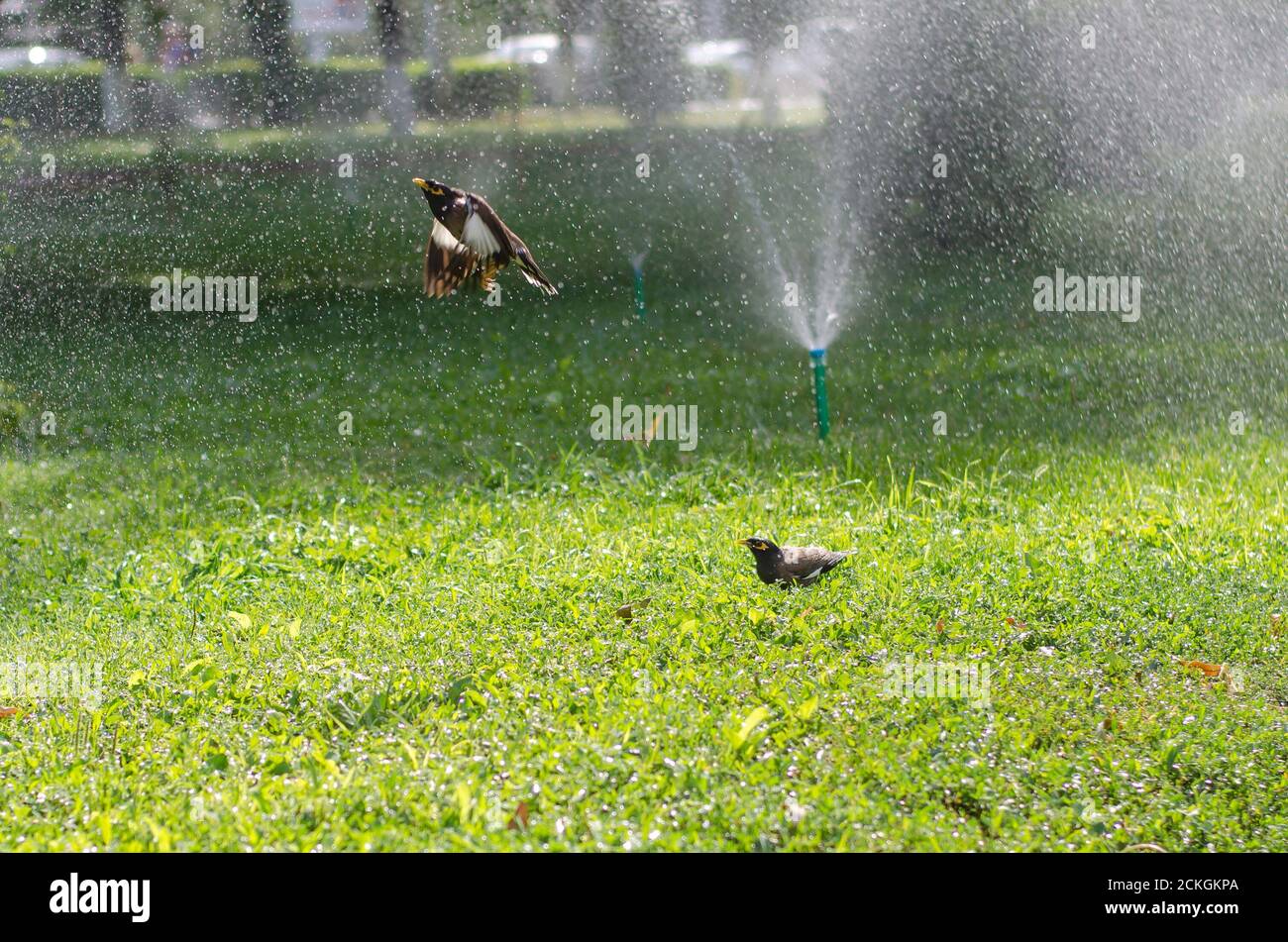 Deux starlings afghans mouillés dans le jet de la fontaine, l'un assis sur l'herbe, et le second en vol Banque D'Images