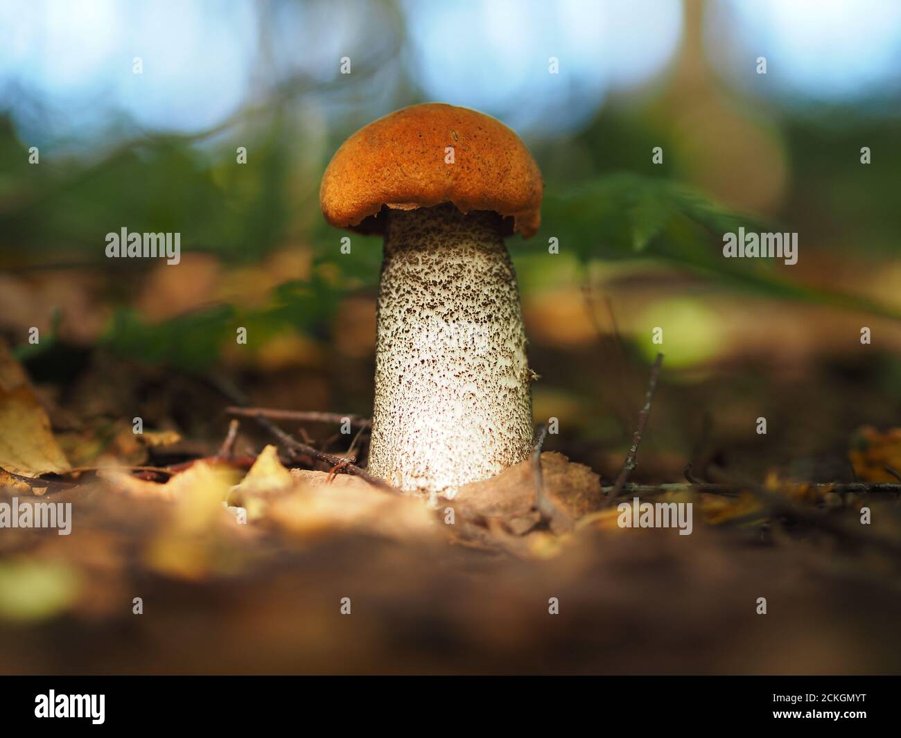Champignons comestibles dans les bois. Banque D'Images
