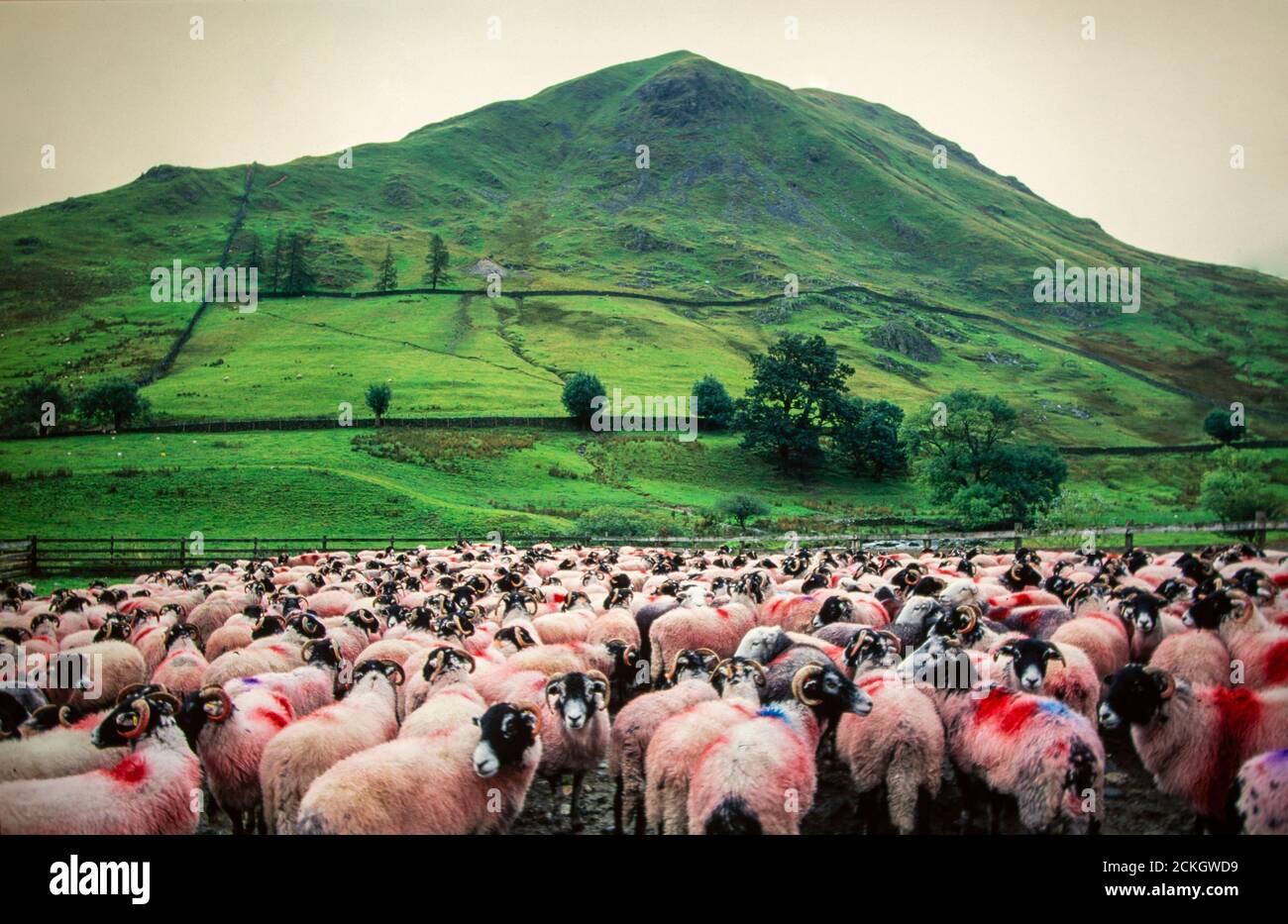 Rassemblement de moutons à Hartsop, Lake District, Royaume-Uni. Banque D'Images