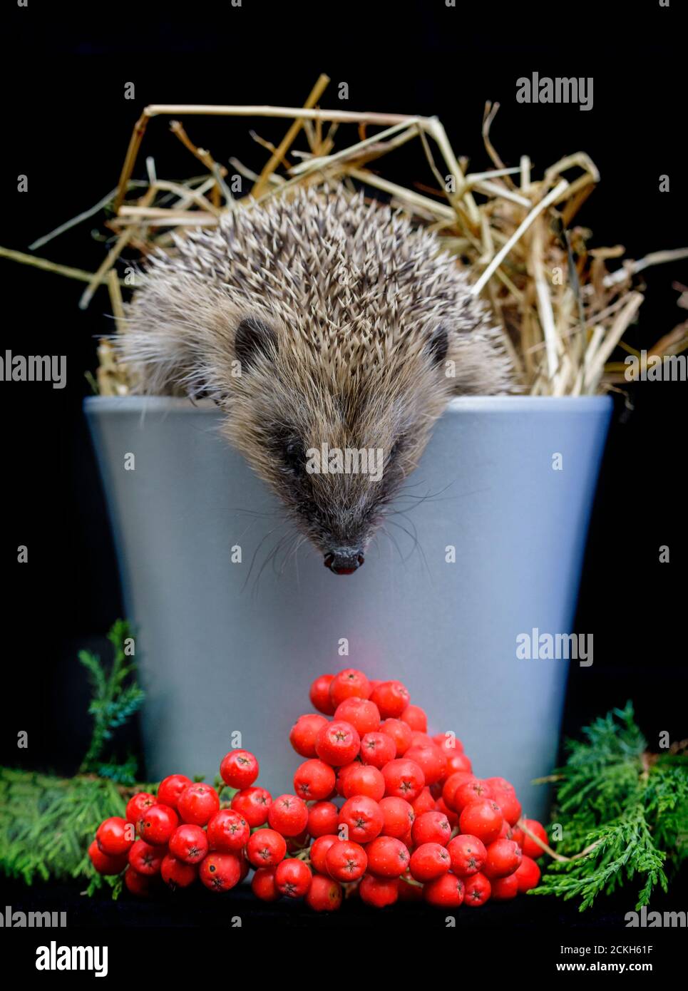 Bebe Sauve Herisson A L Interieur D Un Pot De Plante Sur Une Plaine Arriere Plan Erinaceinae Photo Stock Alamy