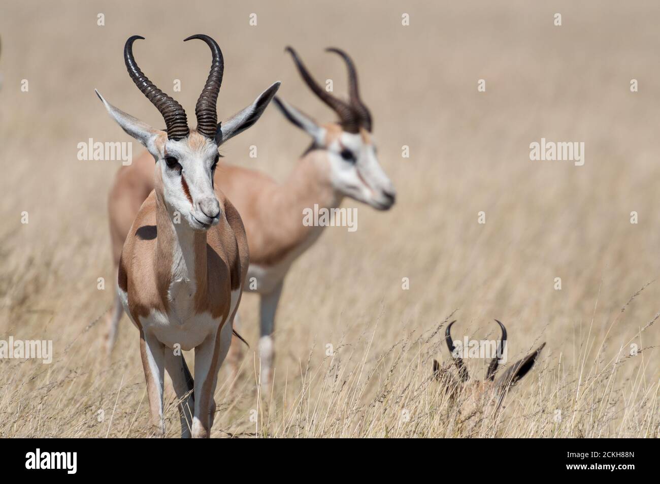 Un groupe de Springboks dans le parc national d'Etosha à Namibie Banque D'Images