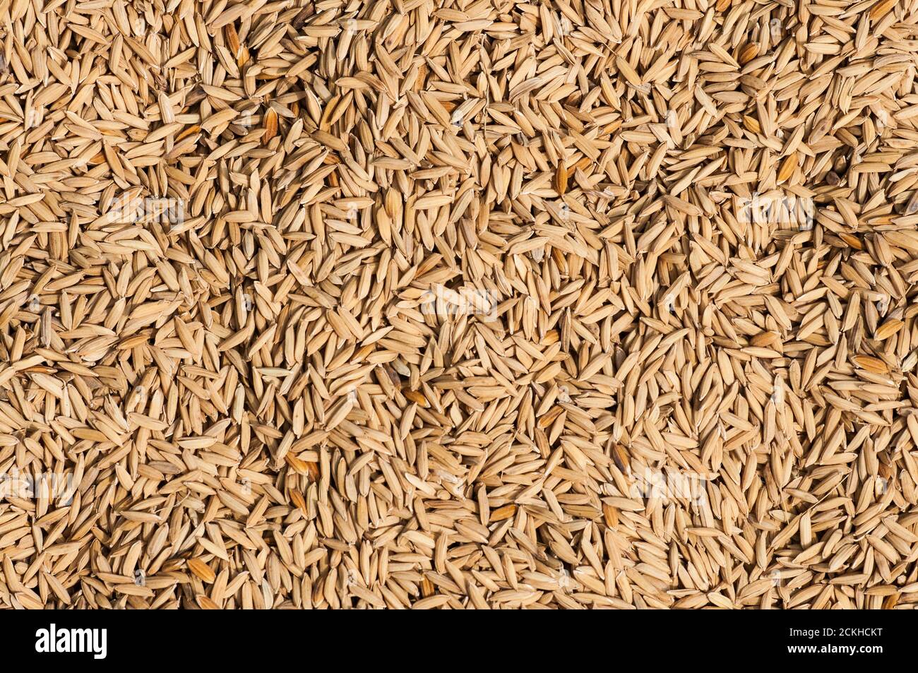 Riz paddy séchant au soleil Banque D'Images