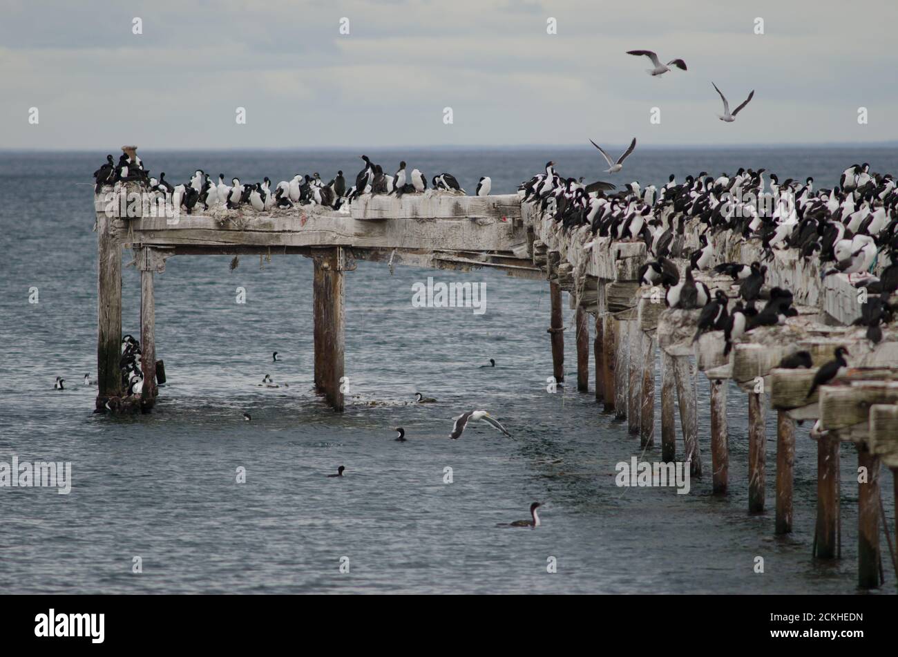 L'Impériale s'en tire à Leucocarbo arriceps dans la jetée de Loreto. Punta Arenas. Province de Magallanes. Magallanes et région antarctique chilienne. Chili. Banque D'Images