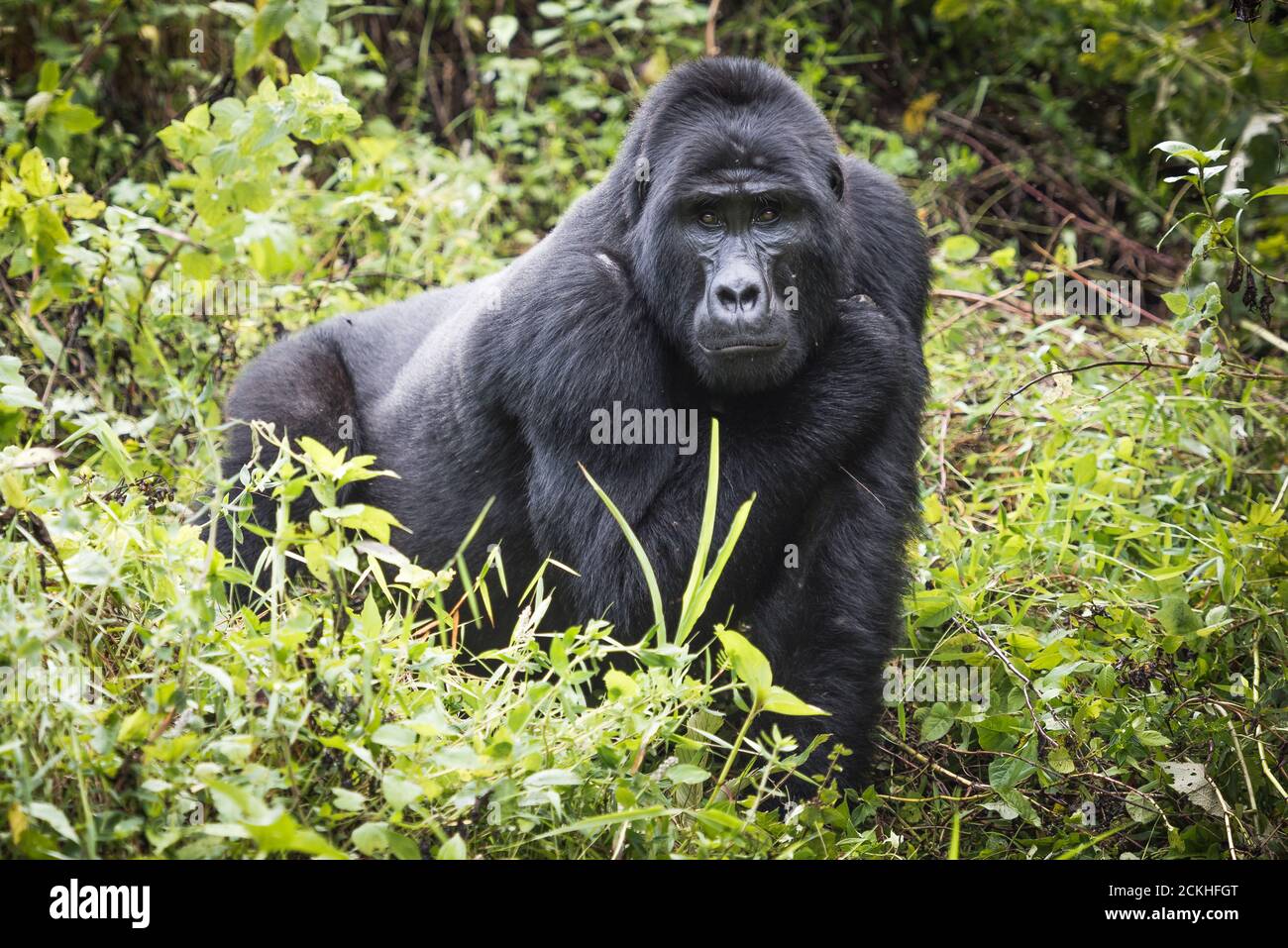 Le gorille de montagne se dresse dans une végétation riche et regarde vers la caméra Dans le parc national impénétrable de Bwindi en Ouganda Banque D'Images