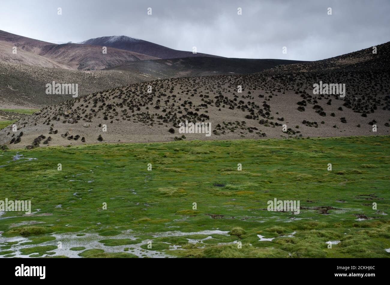 Prairie et colline dans le parc national de Lauca. Région d'Arica et de Parinacota. Chili. Banque D'Images