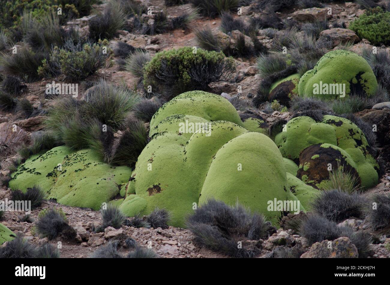 Yaretta Azorella compacta dans le parc national de Lauca. Région d'Arica et de Parinacota. Chili. Banque D'Images