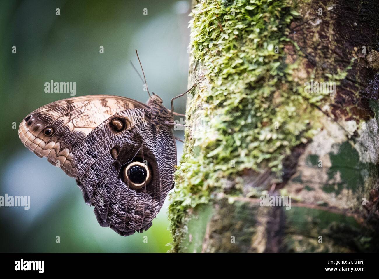Gros plan de la chouette géante de la forêt (caligo eurilochus) papillon perché sur un tronc d'arbre Banque D'Images