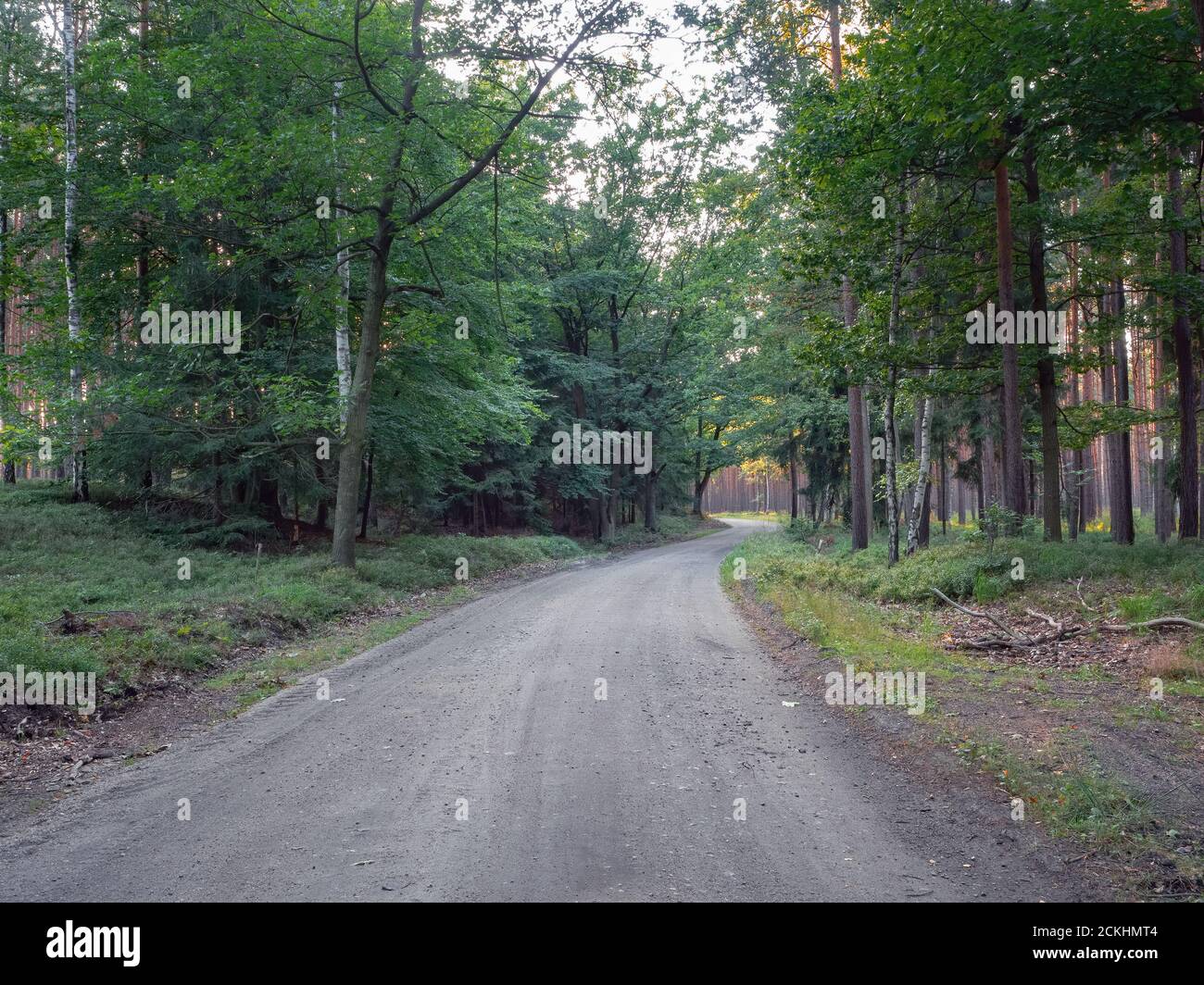 Chemin forestier se pliant à l'horizon. Abaisser les arbres de la forêt silésienne dans la lumière de la fin de soirée. Banque D'Images