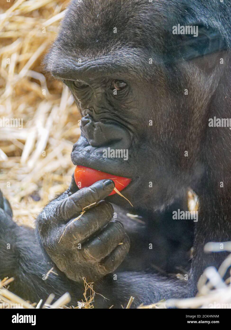 Gorilla au zoo de Zurich Banque D'Images