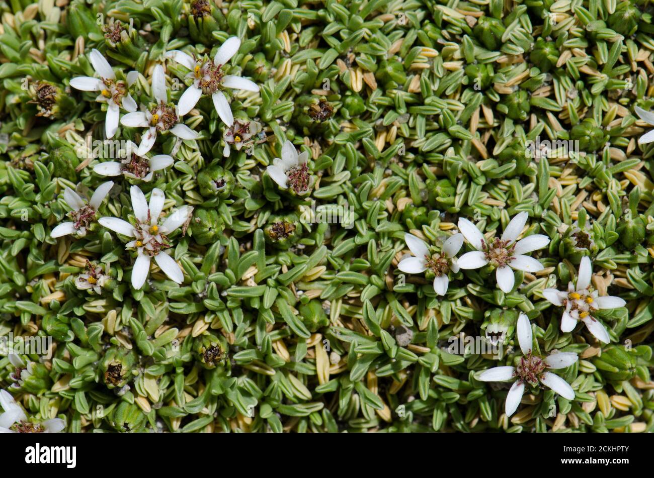 Plante Werneria aertioides en fleur. Parc national de Lauca. Région d'Arica et de Parinacota. Chili. Banque D'Images