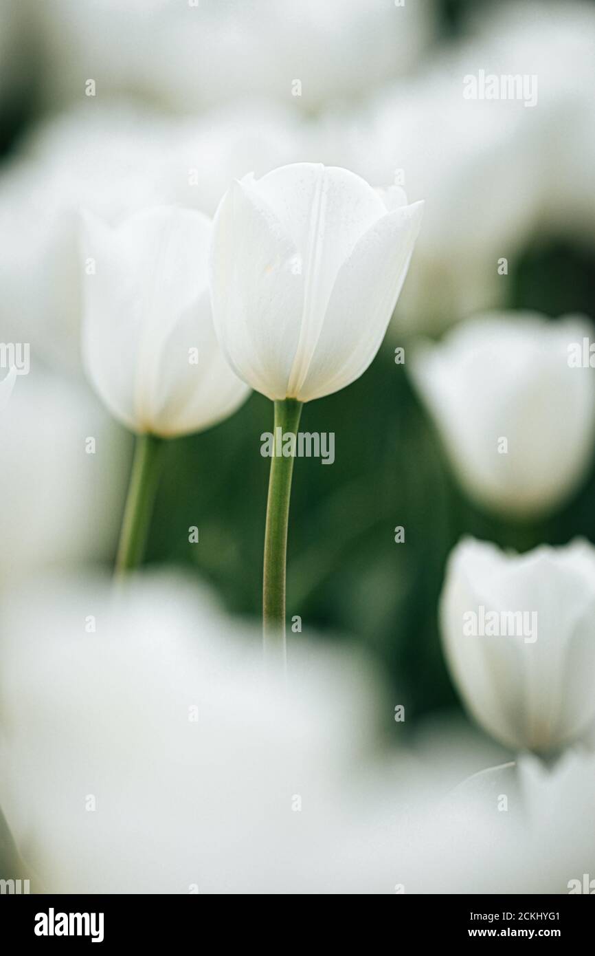 Détail des fleurs de tulipes blanches des jardins de Keukenhof dans Pays-Bas Banque D'Images