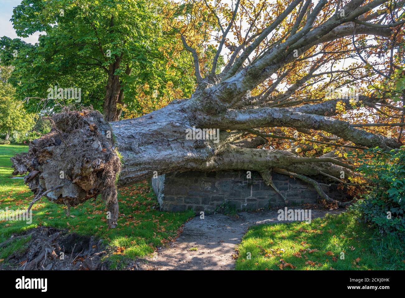 Arbre mort déraciné. Banque D'Images