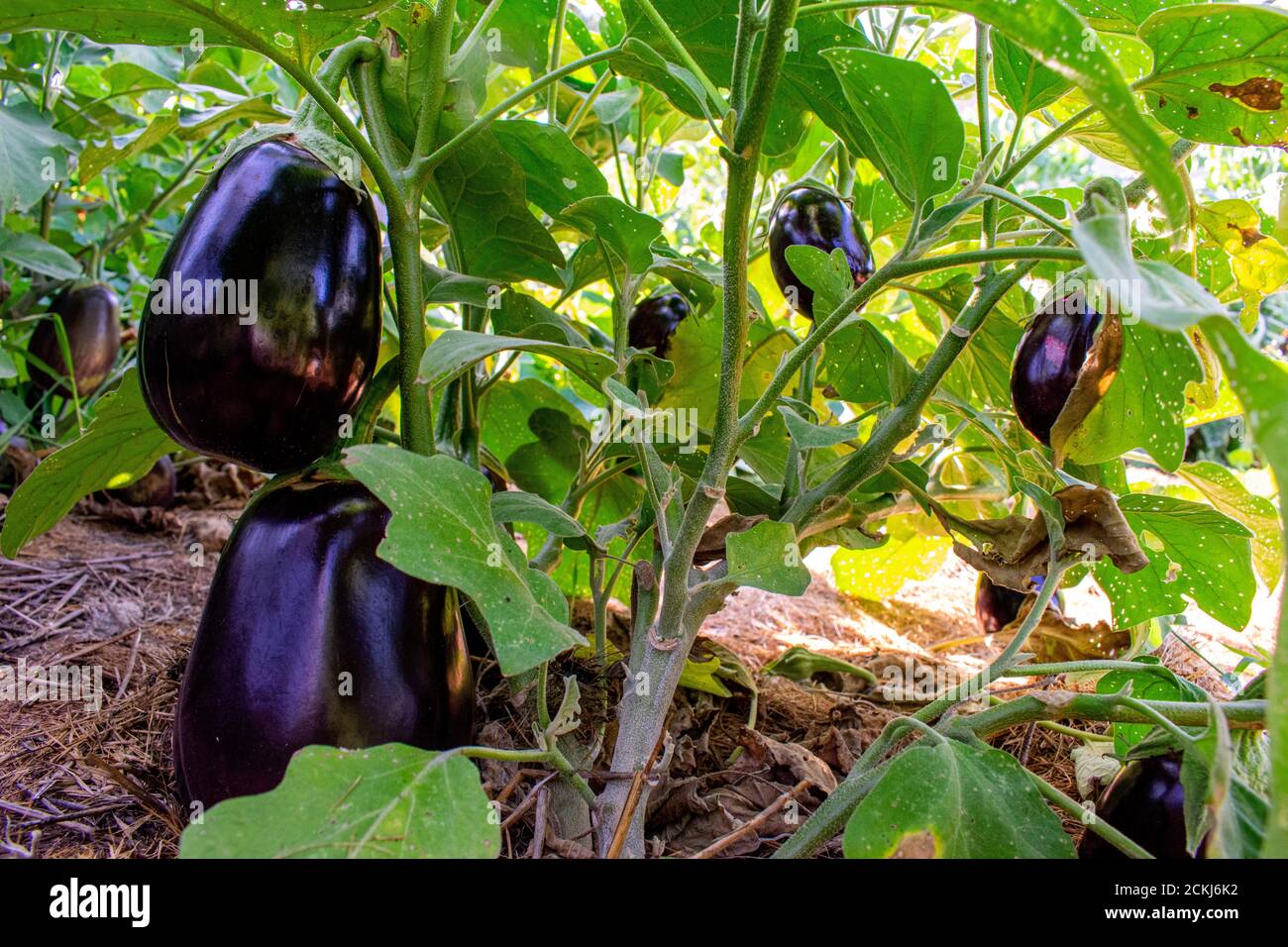 Les aubergines pourpres pendent, mûres et prêtes à être cueillir dans un jardin sans mauvaises herbes. Banque D'Images