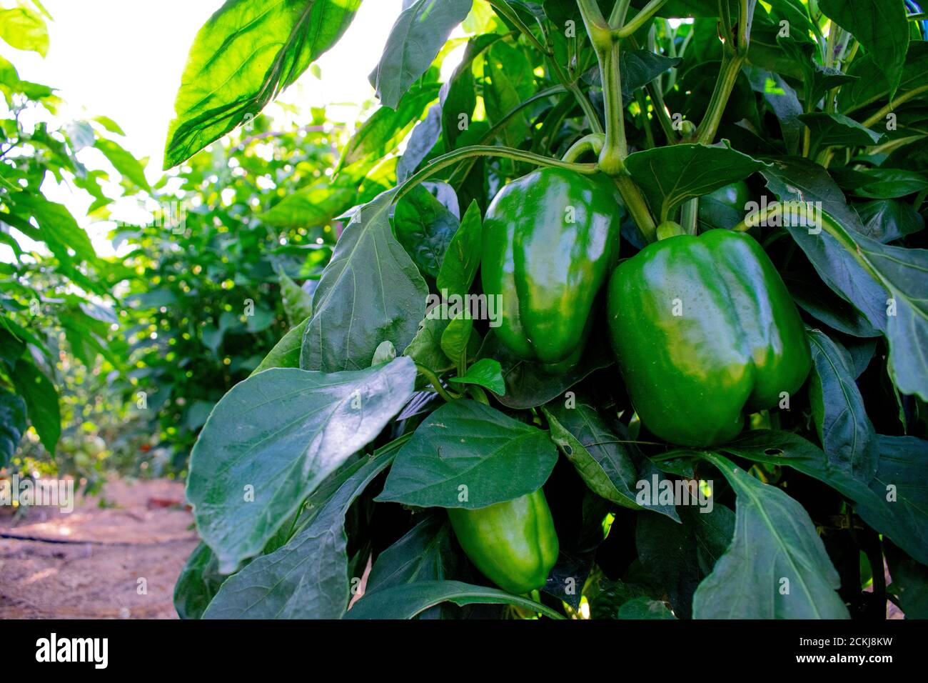 Poivrons verts poussant dans un jardin du midwest en août. Zone 5 jardinage au Nebraska. Banque D'Images