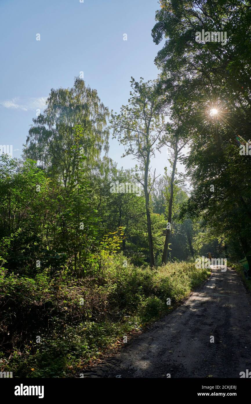 Lumière d'automne sur une piste et un sentier de la forêt, Wass, North Yorkshire, nord de l'Angleterre, Royaume-Uni Banque D'Images