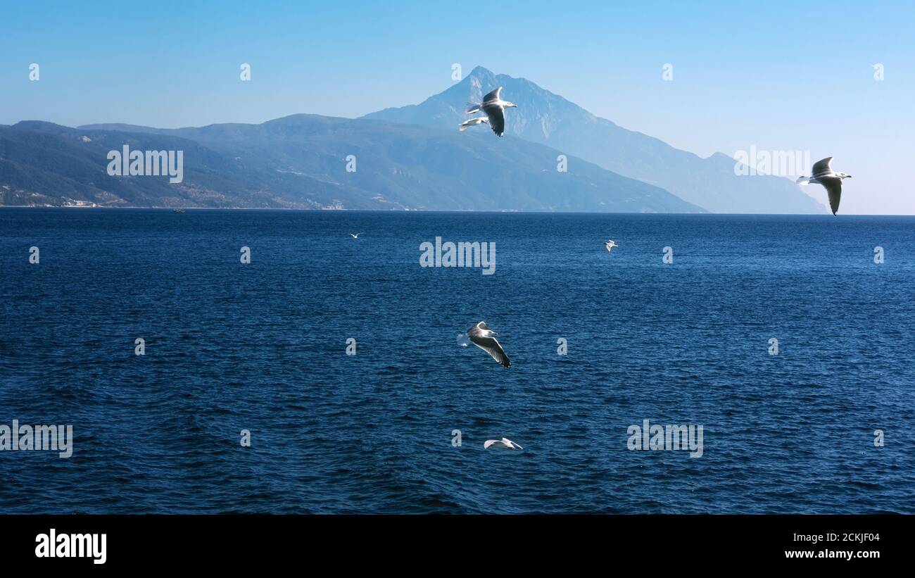 Goéland blanc volant dans le ciel bleu ensoleillé la côte de la mer Banque D'Images