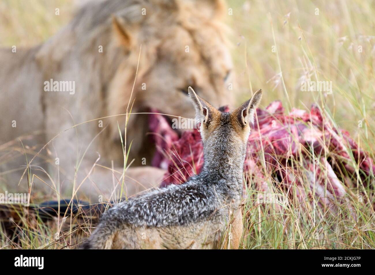 Chacal et la nourriture de lion à Masai Mara Kenya Banque D'Images
