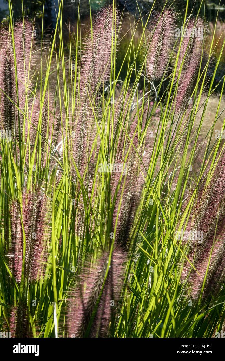 Jardin de la fin de l'été Pennisetum alopecuroides herbe de tête rouge plantes de septembre Banque D'Images