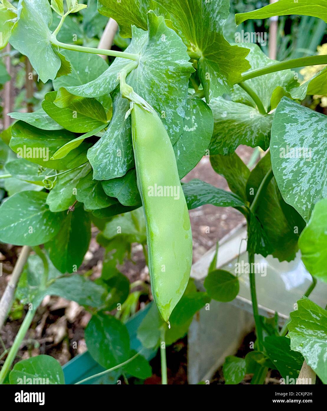 Mangetout, petits pois dans un gousse cultivé et jardin anglais en été. Le légume vert est grandi dans un cadre de bâtons attachés ensemble. Banque D'Images