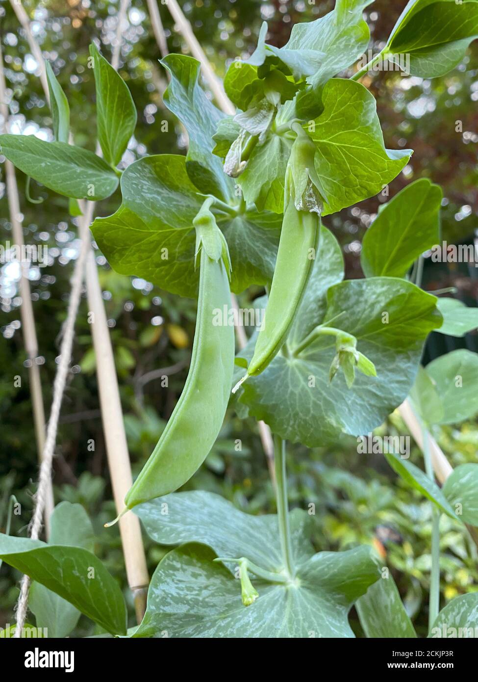 Mangetout, petits pois dans un gousse cultivé et jardin anglais en été. Le légume vert est grandi dans un cadre de bâtons attachés ensemble. Banque D'Images