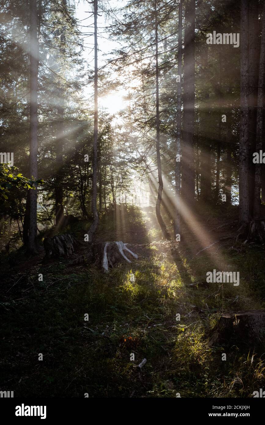 Tôt le matin, le soleil traverse les arbres Banque D'Images