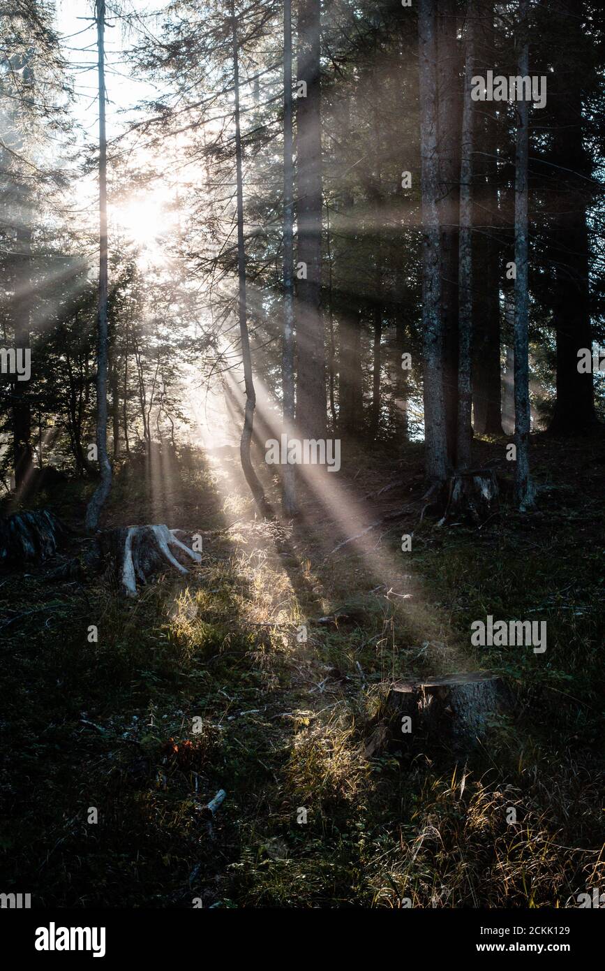 Tôt le matin, le soleil traverse les arbres Banque D'Images