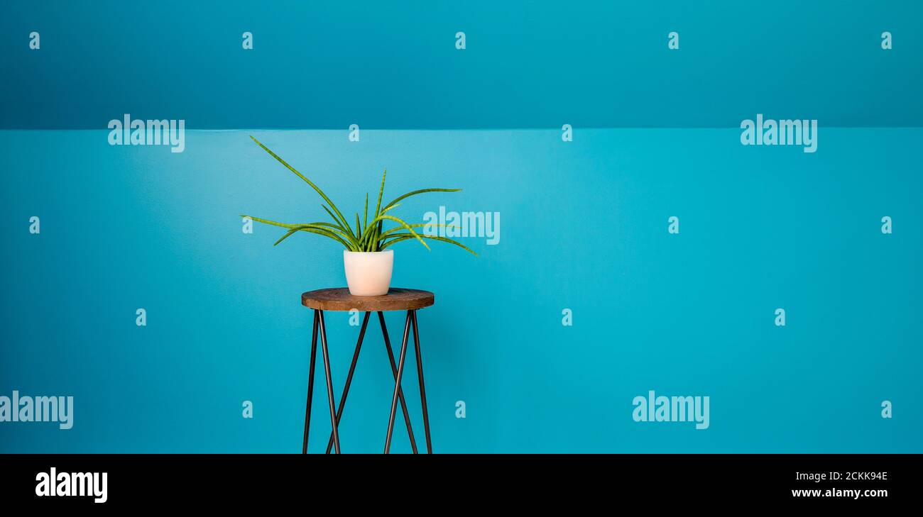 Mur peint bleu foncé avec une seule maison sur un support de fleur en bois. Beaucoup d'espace de copie pour le texte. Banque D'Images