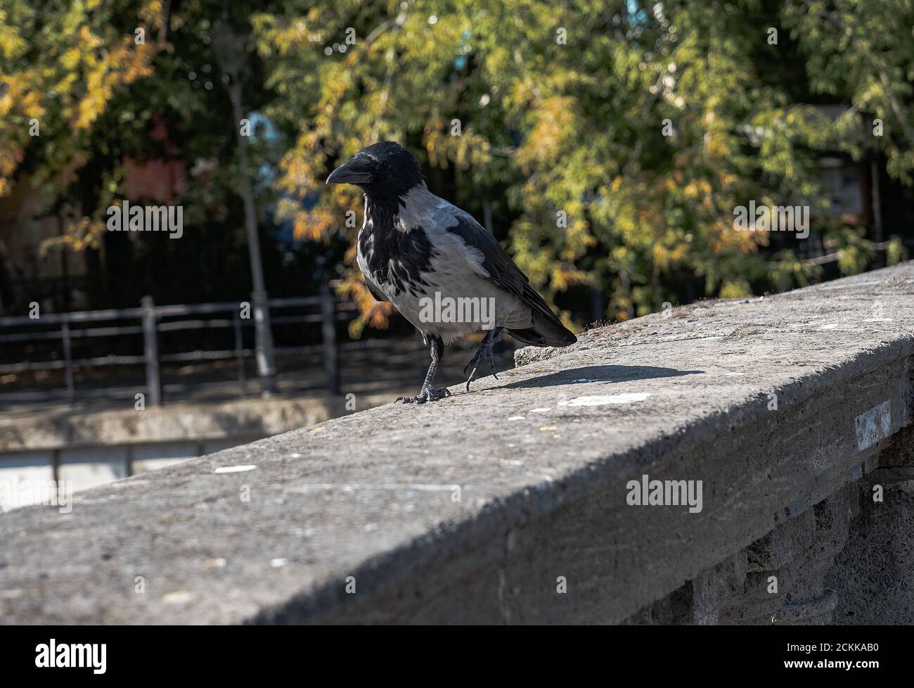 Berlin, Allemagne. 16 septembre 2020. Un corbeau à capuchon marche au soleil sur le pont parapet sur le Märkisches Ufer. Credit: Paul Zinken/dpa-Zentralbild/dpa/Alay Live News Banque D'Images